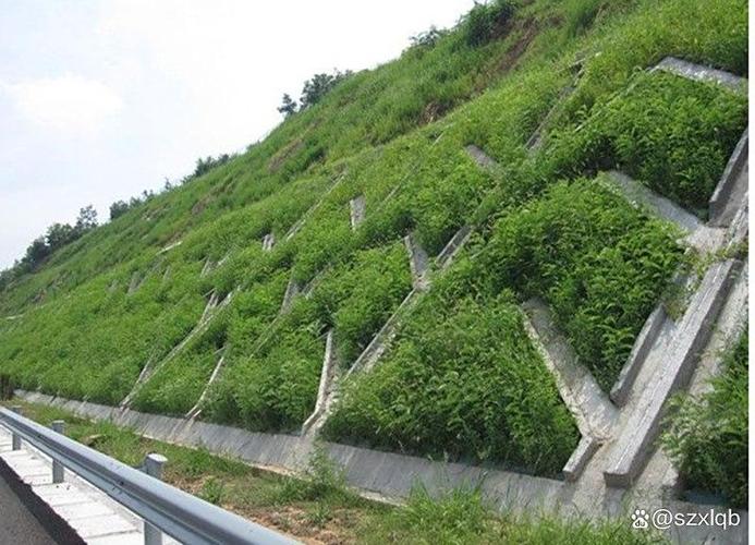 根系发达的护坡草