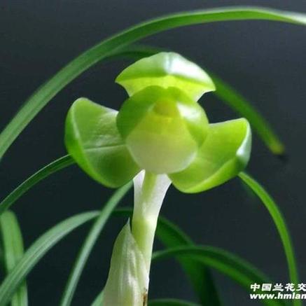 春兰一休价格多少一苗