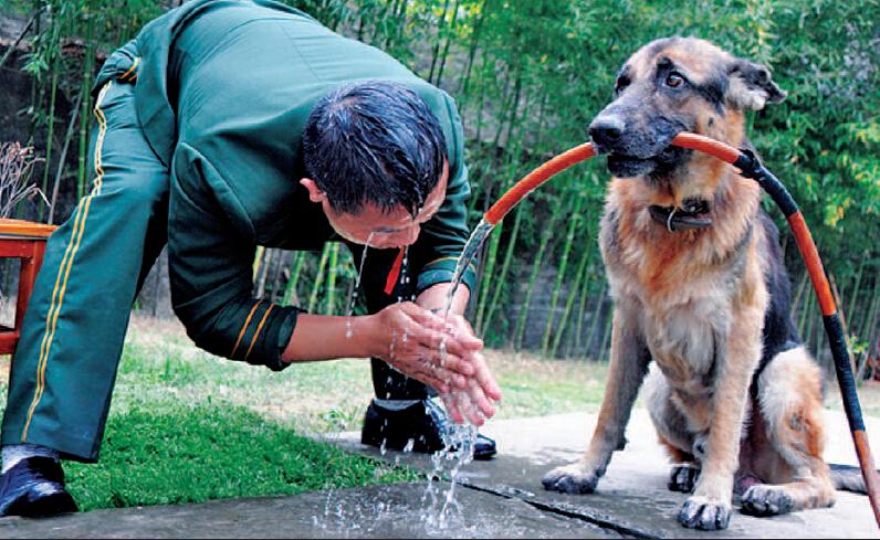 陆泽沈漫兰茵军犬雷庭