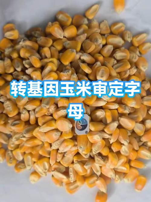 下载玉米网转文章