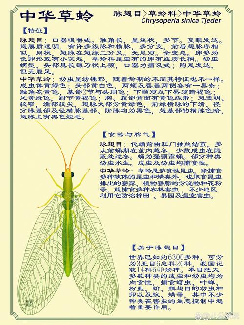 草蛉进屋最忌讳三个东西