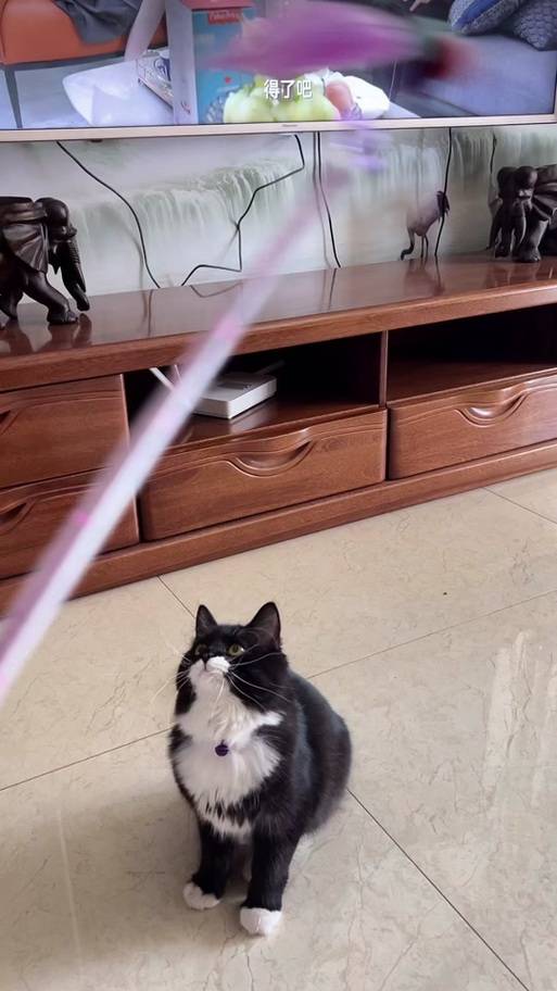 黑猫胸口一块v型白毛