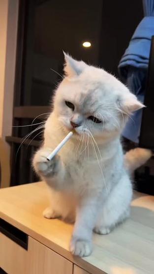 小猫视频搞笑视频大全