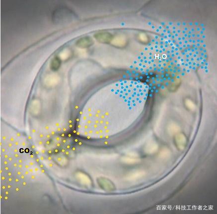 通过气孔进出的气体有哪些