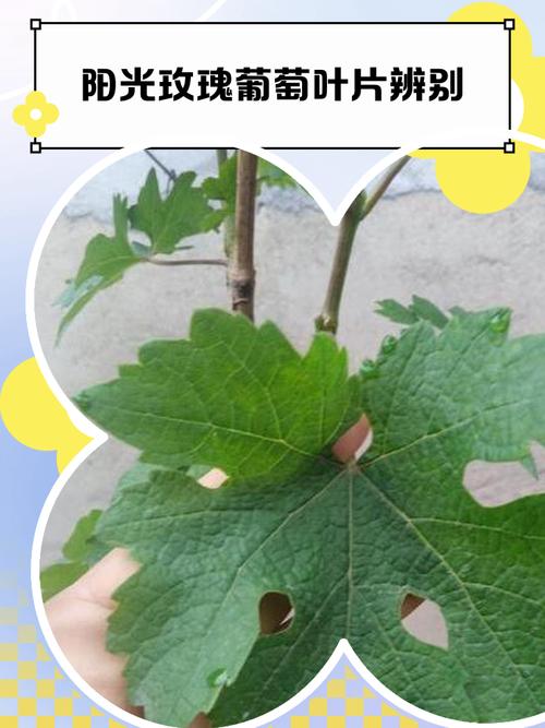 阳光玫瑰根系不发达叶片的表现截图