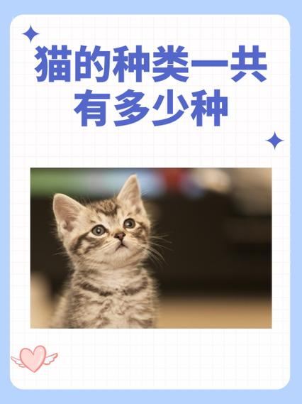 猫有多少品种