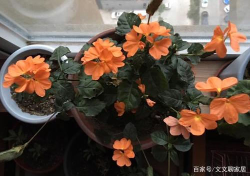 不需要阳光的开花花卉