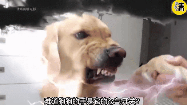 狗龇牙咧嘴是想咬人么