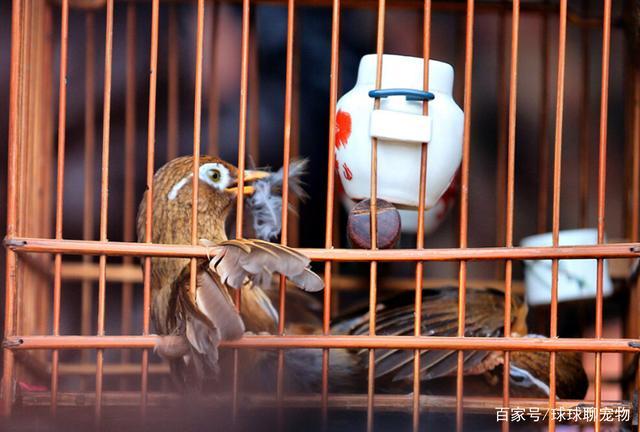 画眉鸟太野老是撞笼