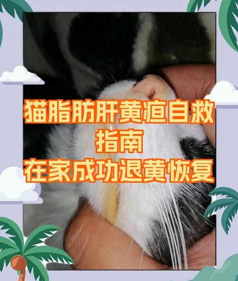 猫咪脂肪肝的症状表现