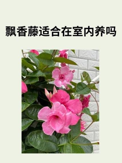 肉桂的十大害处
