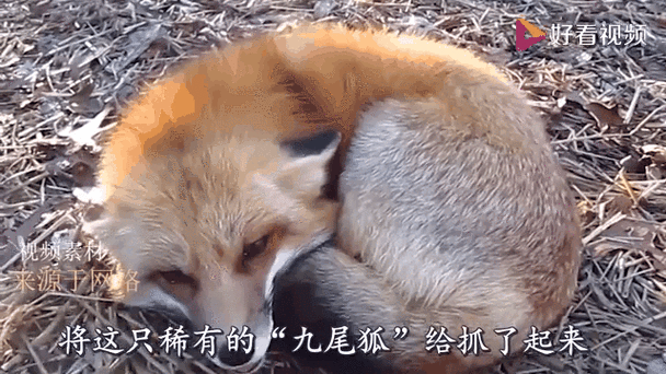 九尾狐视频拍摄地点