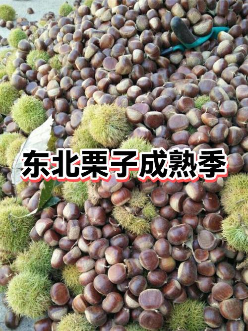 栗子熟了的季节