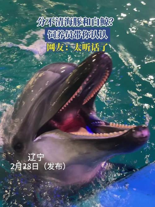 白鲸养久了会认主人吗
