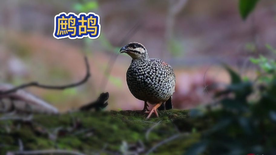 《鹌鹑》——它似蜜