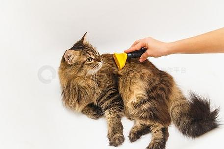 《抓到一只猫》下载