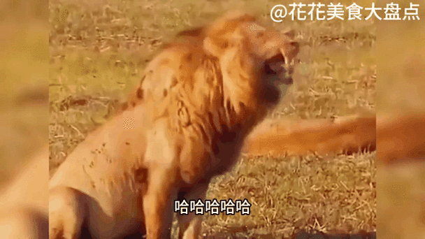 狮子笑的表情包GIF缩略图