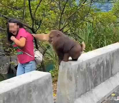 这都是摔死的猴子视频