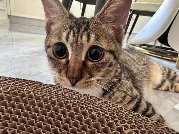 猫咪突然流鼻血要警惕