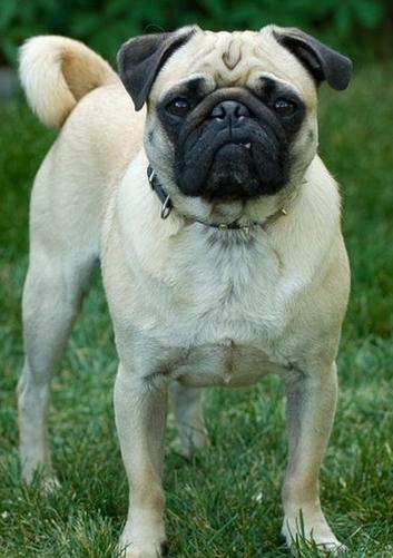 养巴哥犬的10大忌