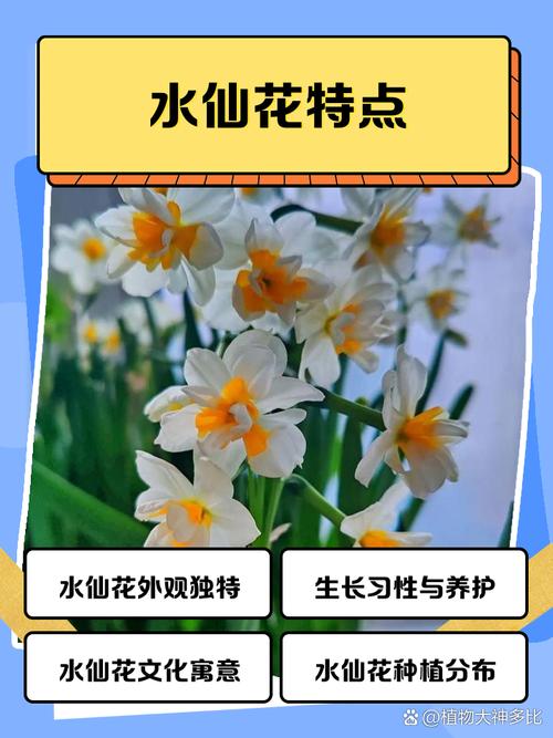 水仙花特点