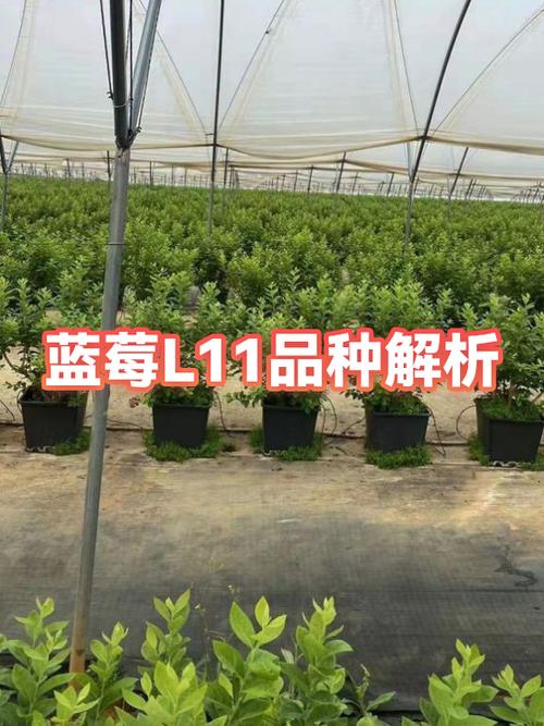 云南蓝莓L11和L25区别