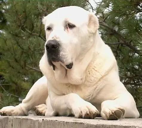 中亚牧羊犬幼犬多少钱一只