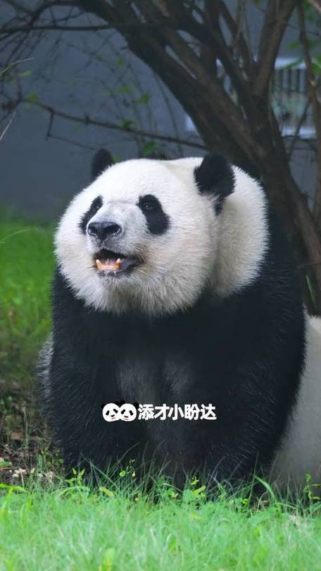 大熊猫和欣双喜的外貌