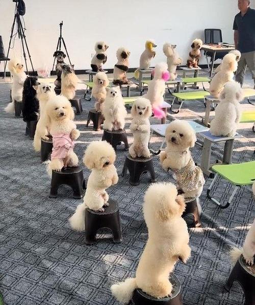狗托管一般多少钱