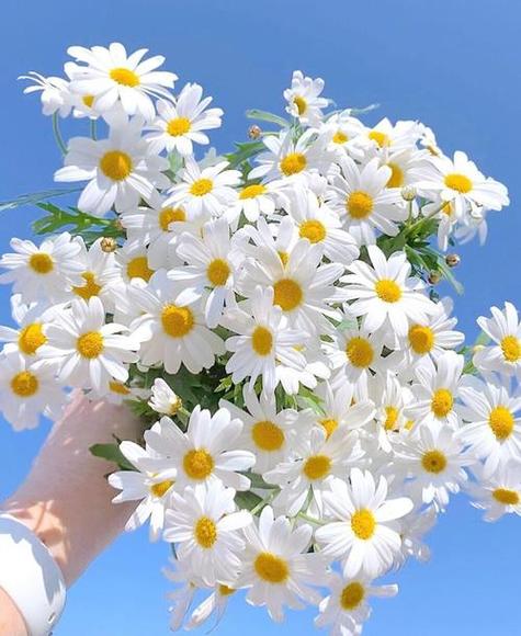 雏菊的花语代表的意义是什么