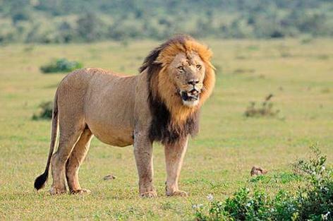 lion狮子
