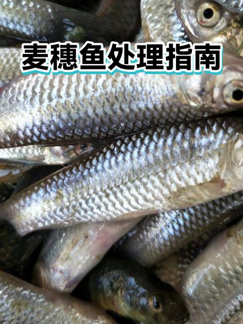 怎么处理鱼内脏和清洗