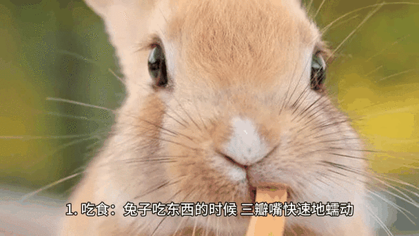 兔子怕高吗