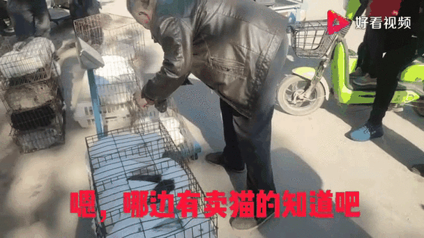 兔子收购多少钱一斤
