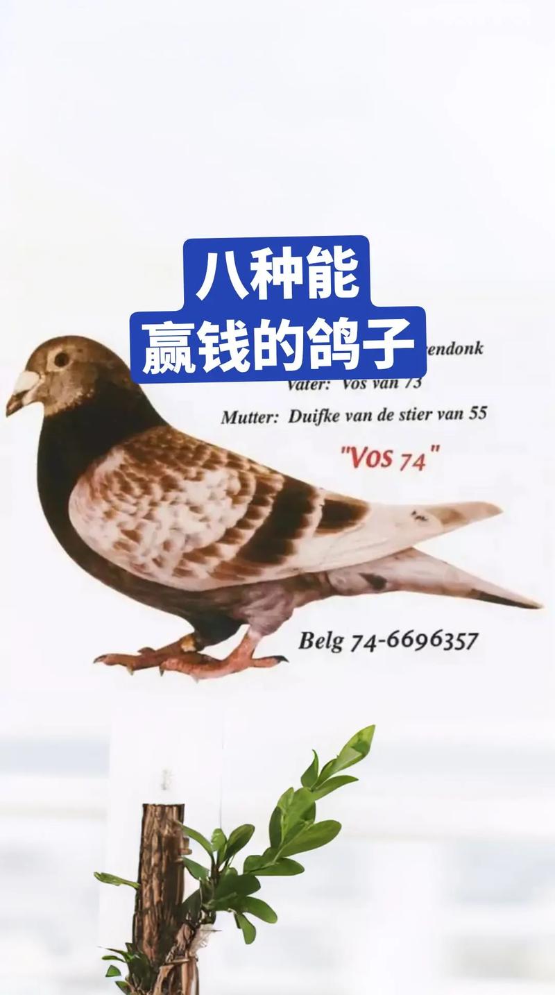 到现在有从灵鸽赚到钱的吗