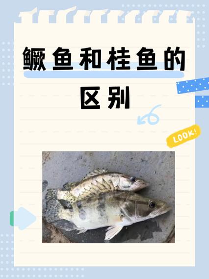 鳜鱼鱼鳞要去掉吗