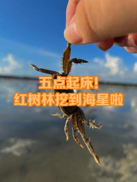海星宝已兑付10期