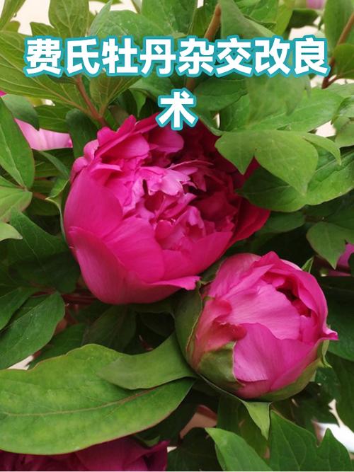 费氏和牡丹哪个档次高
