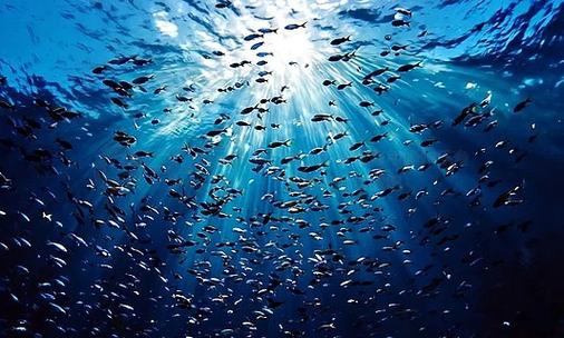 海洋视频官方5.0.0截图