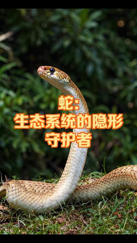 svchost关闭会有啥影响