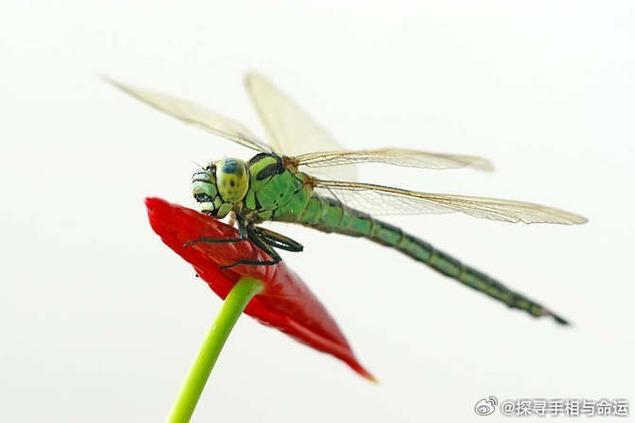 蜻蜓飞进屋要赶走吗