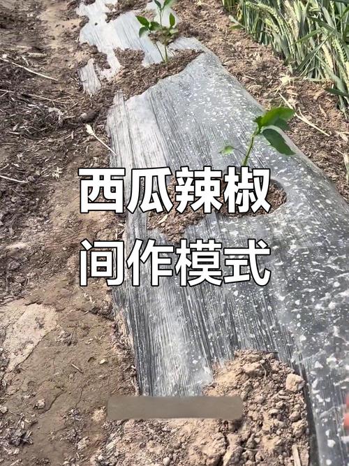 西瓜套种辣椒正确方法