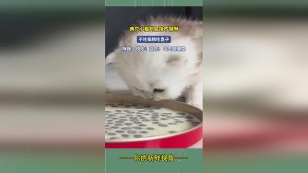 猫宁愿饿着也不吃猫粮只吃肉