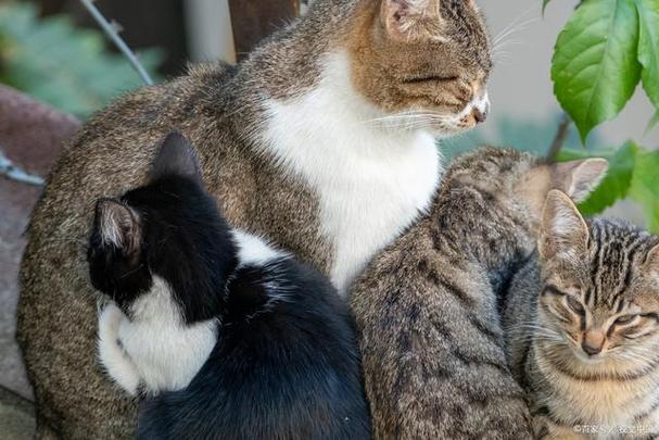 老猫会一直不接受新猫吗