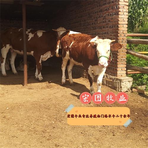 小公牛价格行情