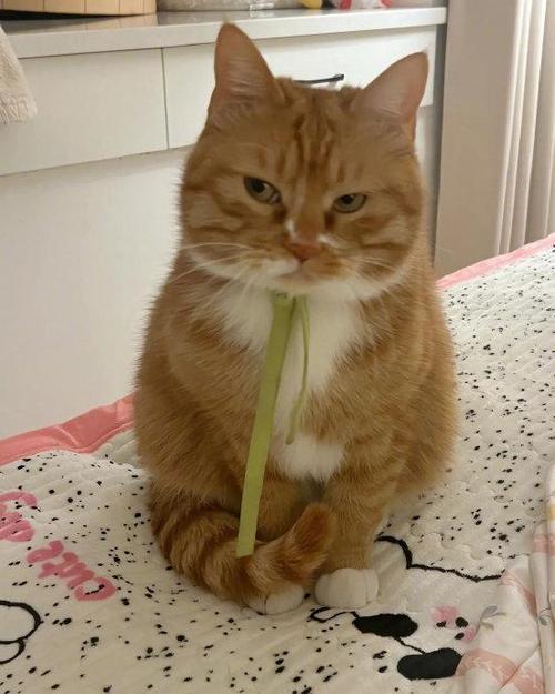 又养了一只猫原来的猫生气了