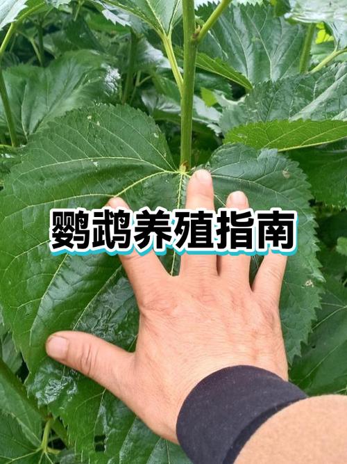 鹦鹉不想养了可以放生吗