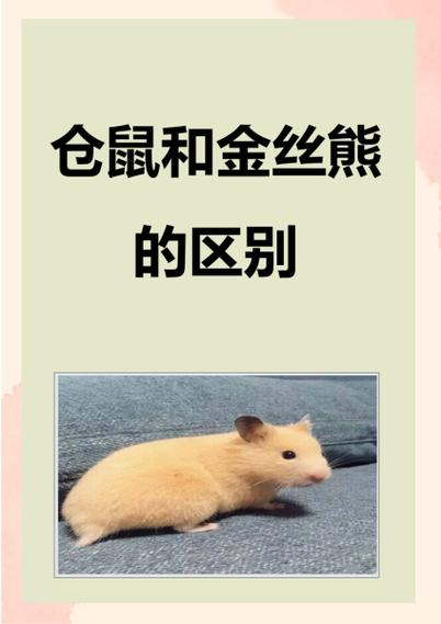 金丝熊和仓鼠哪个好养