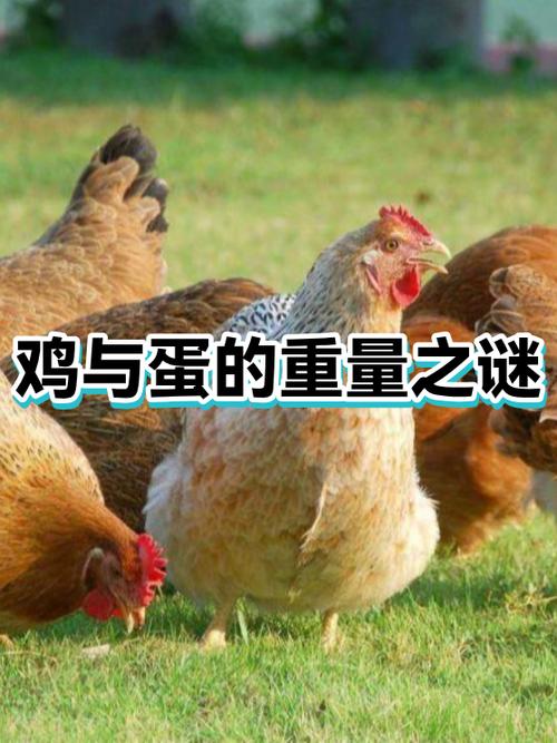 鸡年老母鸡公仔会叫发声