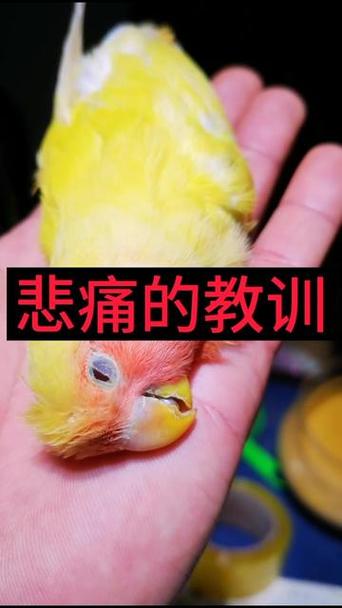 为什么鹦鹉会突然死掉